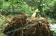 Gió lốc làm hơn 50 nhà dân bị tốc mái và hơn 7.000 cây cao su ngã đổ tại Hiệp Đức
